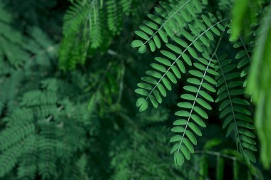  Bir ağacın yeşil yaprağı kadar yakın.