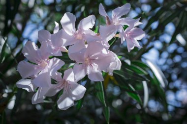Parlak kırmızı neryum zakkum çiçekleri çok güzel.
