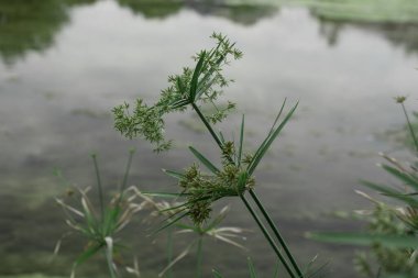 Su arıtma için kullanışlı bir bitki 'Cyperus alternifolius'