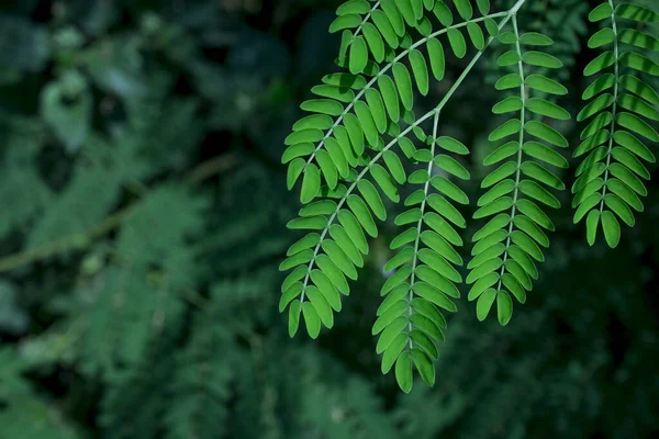 Πράσινο Φύλλο Δέντρου Από Κοντά — Φωτογραφία Αρχείου