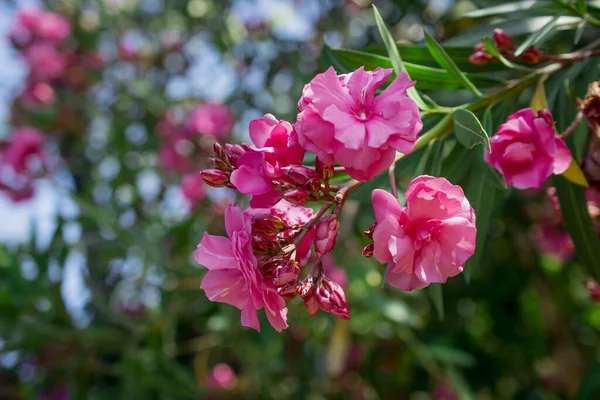 Las Flores Adelfa Nerium Rojo Brillante Son Tan Hermosas —  Fotos de Stock