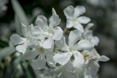 Parlak kırmızı neryum zakkum çiçekleri çok güzel.