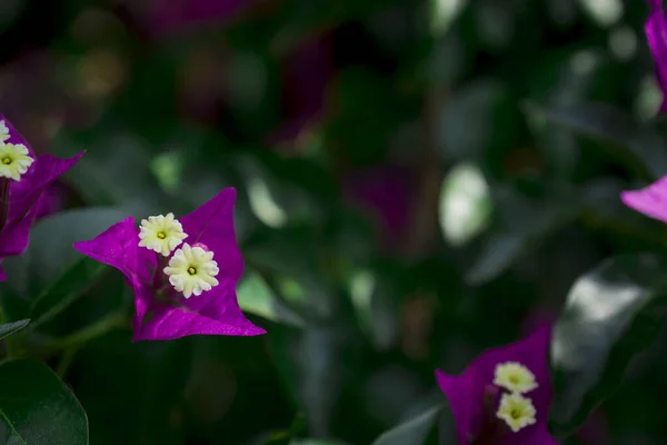 Las Flores Adelfa Nerium Rojo Brillante Son Tan Hermosas — Foto de Stock