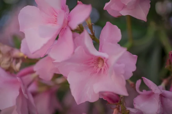 鮮やかな赤のネリアムオレンダーの花はとても美しいです — ストック写真