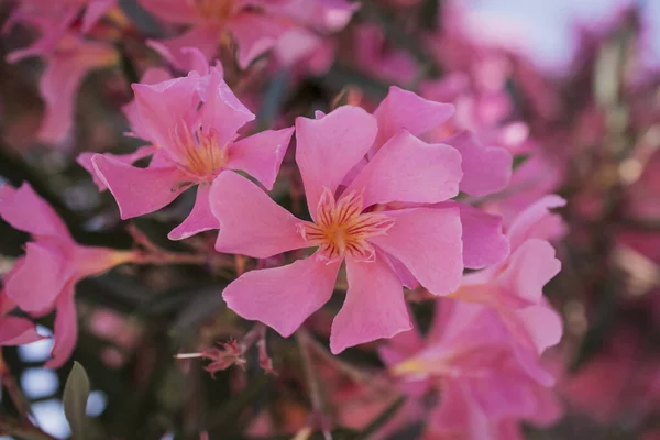 Яскраво Червоні Квіти Олеандру Нурію Такі Красиві — стокове фото