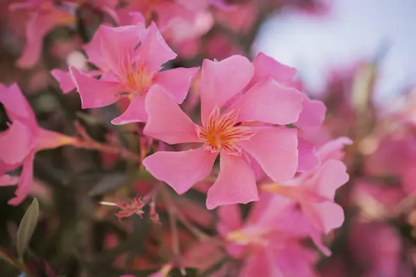 Яскраво Червоні Квіти Олеандру Нурію Такі Красиві — стокове фото
