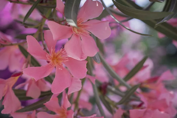 Heldere Rode Nerium Oleander Bloemen Zijn Mooi — Stockfoto