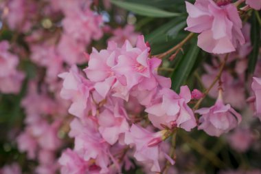 Parlak kırmızı neryum zakkum çiçekleri çok güzel.