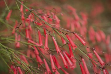 Kırmızı, küçük Rus çiçekleri eşbiçimli bitkiler. Yakın plan.
