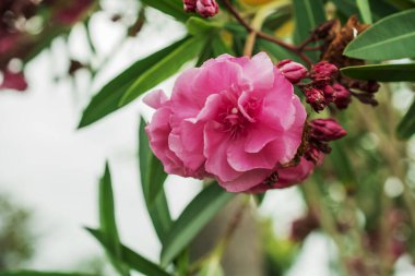 Parlak kırmızı neryum zakkum çiçekleri çok güzel. 
