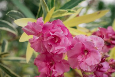 Parlak kırmızı neryum zakkum çiçekleri çok güzel. 