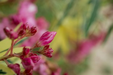 Parlak kırmızı neryum zakkum çiçekleri çok güzel. 