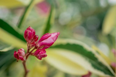 Parlak kırmızı neryum zakkum çiçekleri çok güzel. 