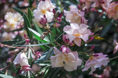 Parlak kırmızı neryum zakkum çiçekleri çok güzel.