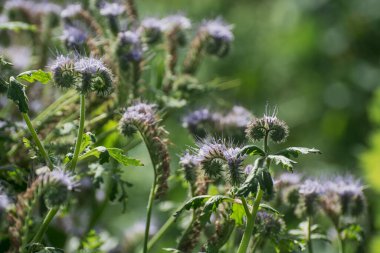 Phacelia tanacetifolia 'ya yakın, Bee' nin Arkadaşı olarak da bilinir.