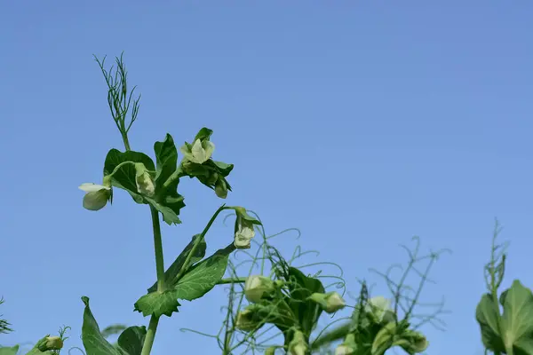 Nahaufnahme Von Zuckererbsen Die Garten Wachsen — Stockfoto