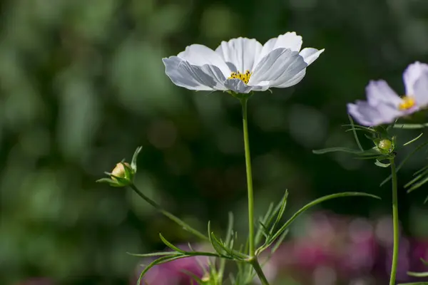 Kosmosblumen Sind Wunderbar Garten — Stockfoto
