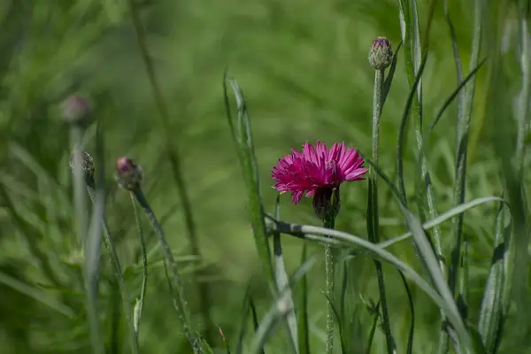 Bir Yaz Günü Tarlada Pembe Çiçeklerin Yakın Çekimi — Stok fotoğraf