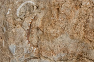 Block of brown and white fossil shells background