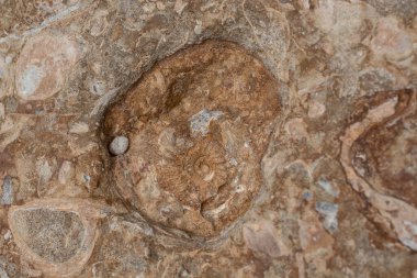 Kahverengi ve beyaz fosil kabuk bloğu arkaplanı