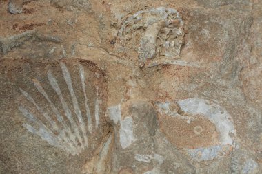 Block of brown and white fossil shells background