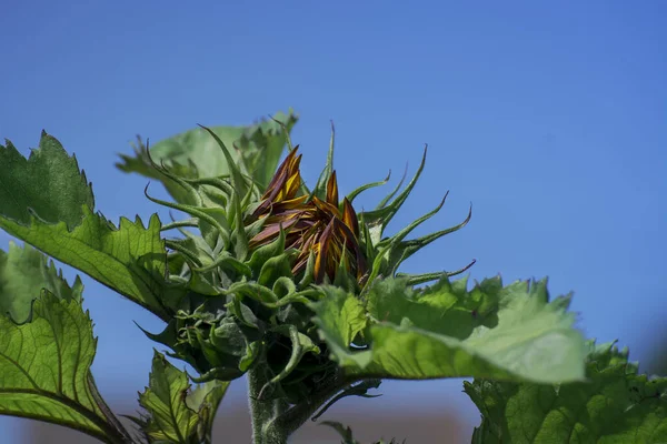 Bel Girasole Giallo Rosso Giardino — Foto Stock