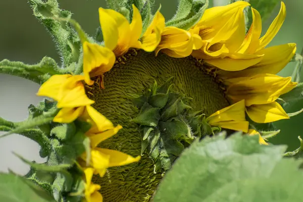 Beautiful Yellow Red Sunflower Garden — Stockfoto