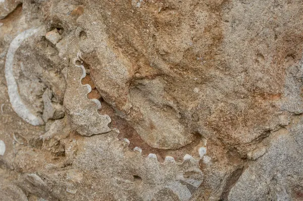 Block Brown White Fossil Shells Background — ストック写真