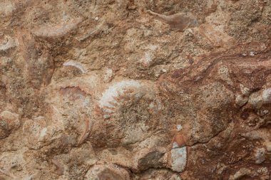 Kahverengi ve beyaz fosil kabuk bloğu arkaplanı