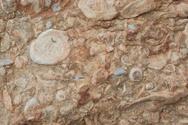 Kahverengi ve beyaz fosil kabuk bloğu arkaplanı