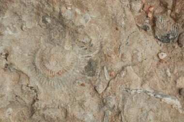 Kahverengi ve beyaz fosil kabuk bloğu arkaplanı