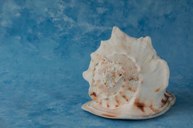 Büyük deniz kabuğu, mavi arka planda izole edilmiş.