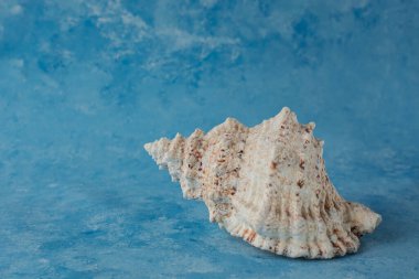 Büyük deniz kabuğu, mavi arka planda izole edilmiş.