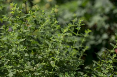 Yeşil limon merhemi yaprakları yakın plan doğal arkaplan