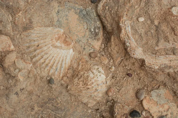 Block Brown White Fossil Shells Background — Stok fotoğraf