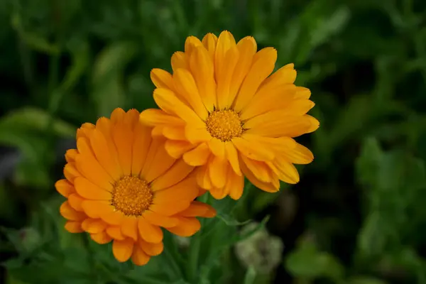 美しい夏の花のクローズ アップ — ストック写真