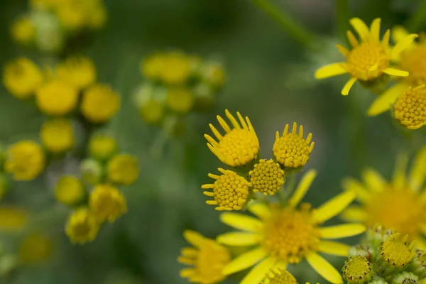 Yellow Common Fleabane Flowers Green Foliage — 스톡 사진