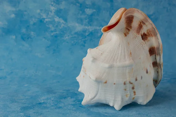 Big Seashell Isolated Blue Background — Photo