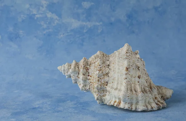 Big Seashell Isolated Blue Background — Stockfoto
