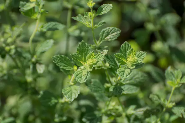 Green Lemon Balm Leaves Close Natural Background — 스톡 사진