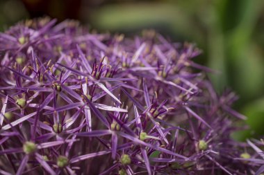 Dev soğan çiçeğinin güzel bir örneği (Allium Giganteum)