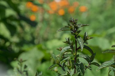 Yeşil nane yaprakları yakın plan doğal arkaplan