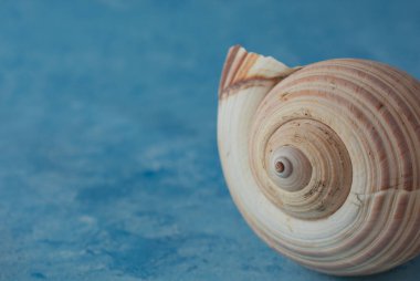 Büyük deniz kabuğu, mavi arka planda izole edilmiş.