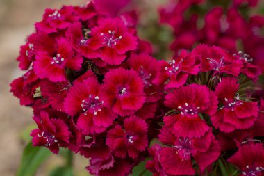 Güzel tatlı Williams bahçedeki dayanıklı iki yıllık çiçekler. 