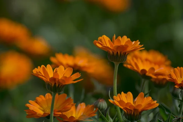 Orange Colored Flowers Calendula Garden — ストック写真