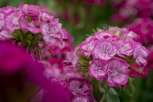 Красивый Сладкий Уильямс Выносливый Цветок Саду — стоковое фото