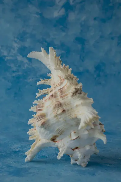 Büyük Deniz Kabuğu Mavi Arka Planda Izole Edilmiş — Stok fotoğraf