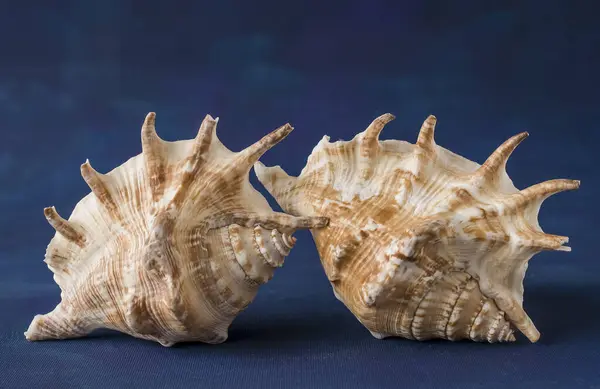 Big Seashell Isolated Blue Background — Photo