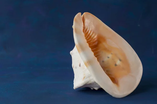 Big Seashell Isolated Blue Background — Photo