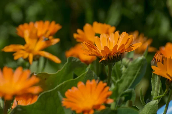 Orange Colored Flowers Calendula Garden — ストック写真